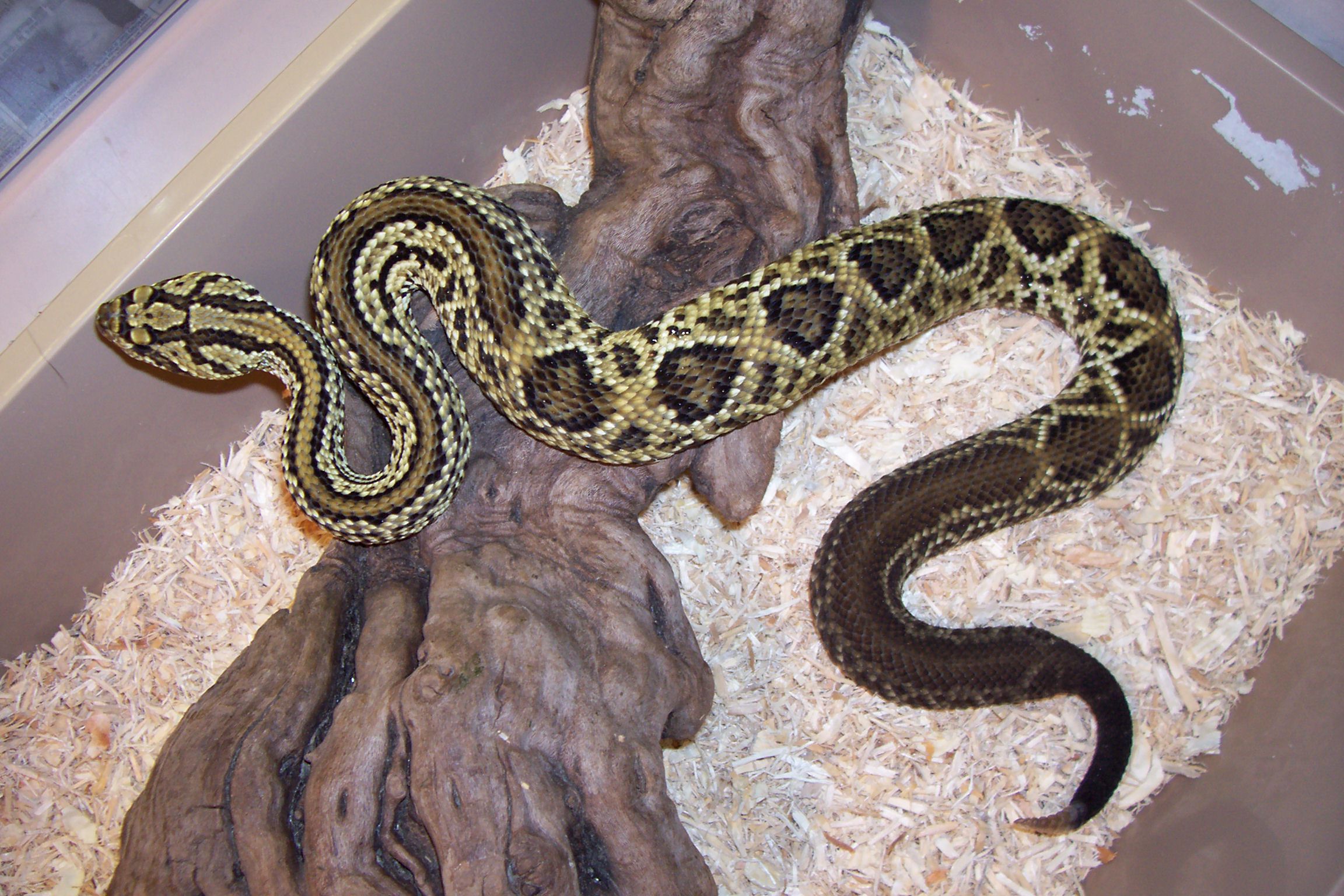 B-6 Crotalus durissus dryinas C.B.6-10-05(A&B).JPG [626 Kb]
